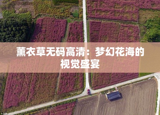 薰衣草无码高清：梦幻花海的视觉盛宴