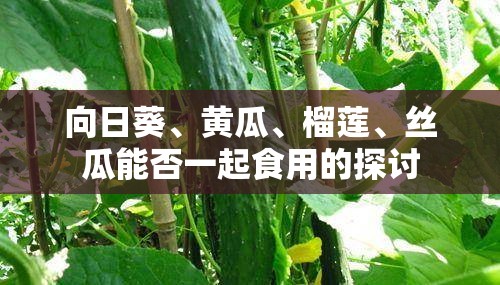 向日葵、黄瓜、榴莲、丝瓜能否一起食用的探讨