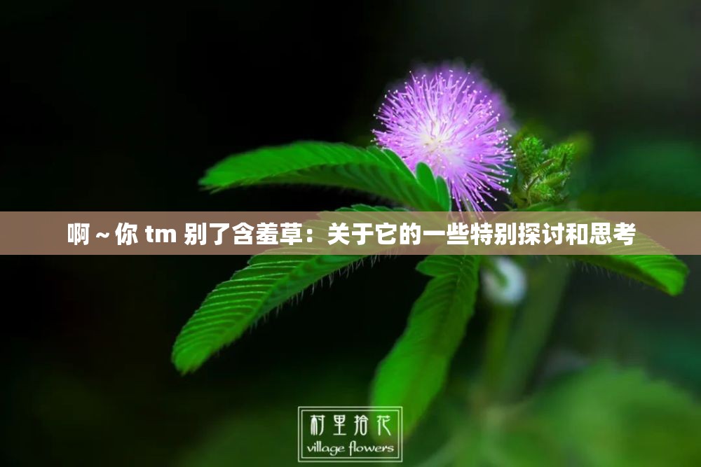 啊～你 tm 别了含羞草：关于它的一些特别探讨和思考