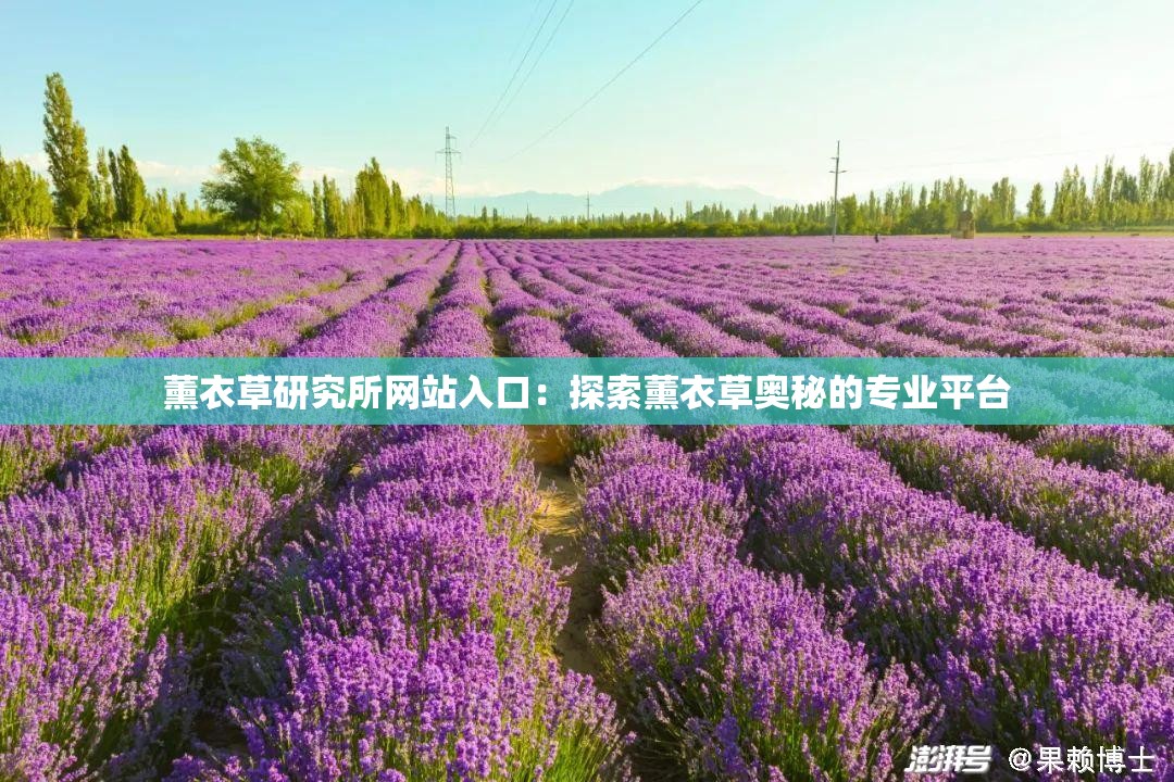 薰衣草研究所网站入口：探索薰衣草奥秘的专业平台