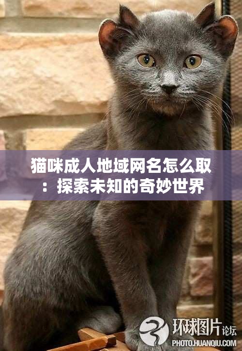 猫咪成人地域网名怎么取：探索未知的奇妙世界