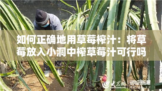 如何正确地用草莓榨汁：将草莓放入小洞中榨草莓汁可行吗