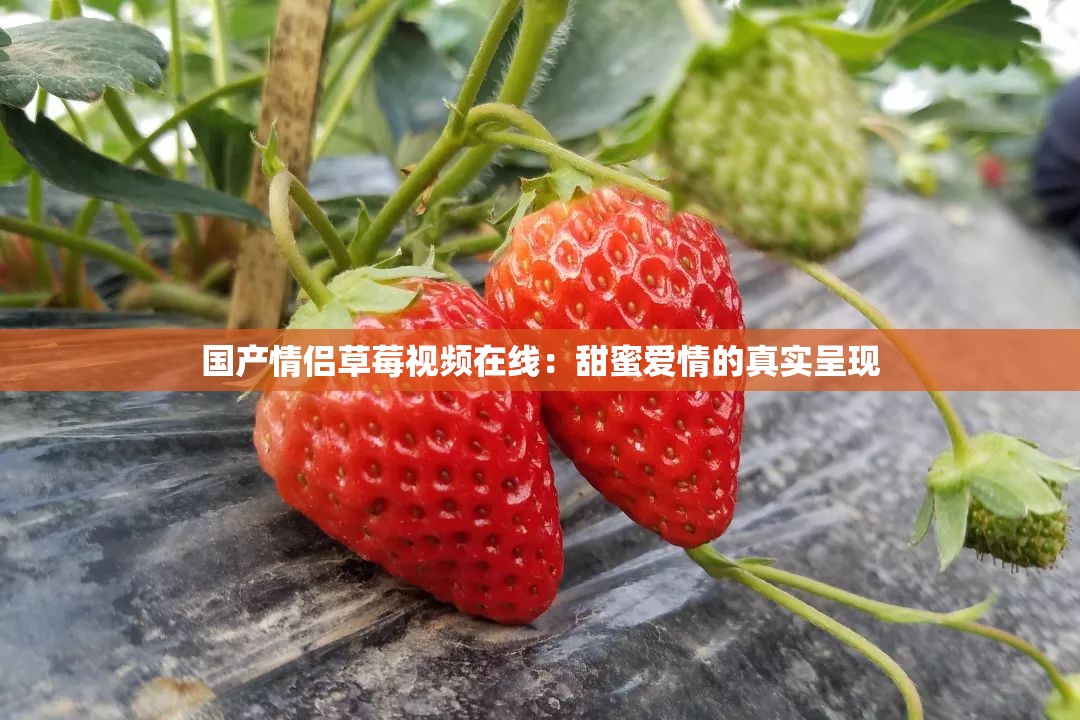 国产情侣草莓视频在线：甜蜜爱情的真实呈现