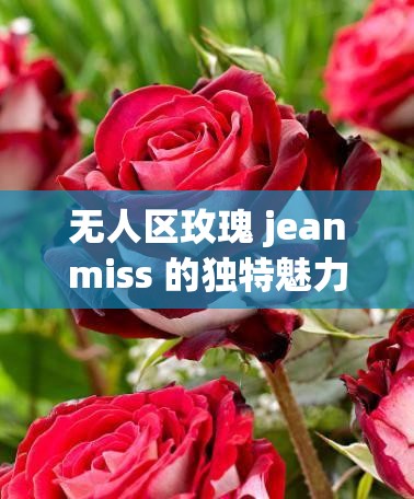 无人区玫瑰 jeanmiss 的独特魅力与故事