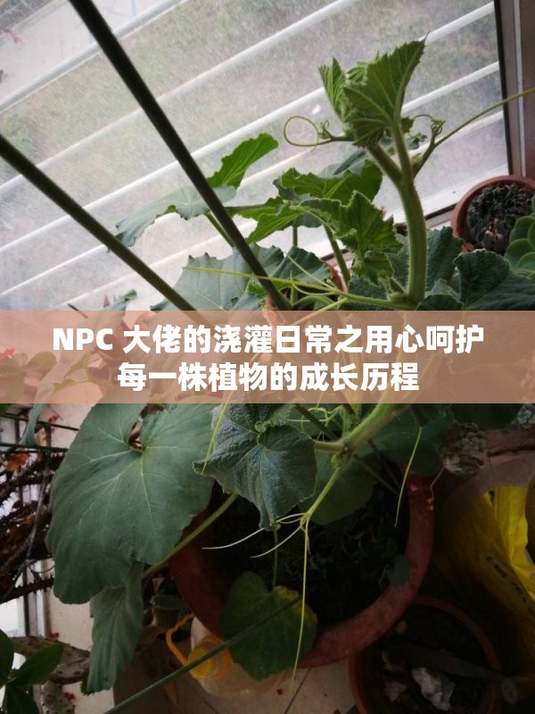 NPC 大佬的浇灌日常之用心呵护每一株植物的成长历程