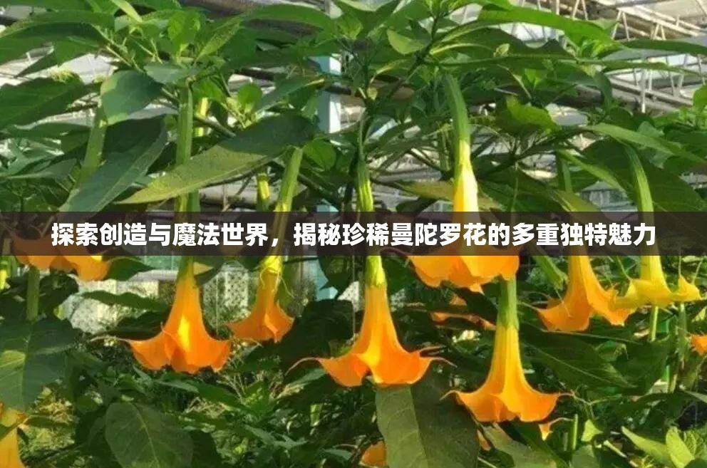 探索创造与魔法世界，揭秘珍稀曼陀罗花的多重独特魅力