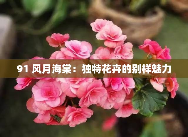 91 风月海棠：独特花卉的别样魅力