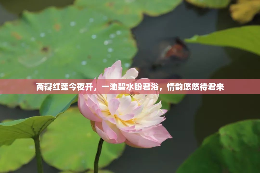 两瓣红莲今夜开，一池碧水盼君浴，情韵悠悠待君来