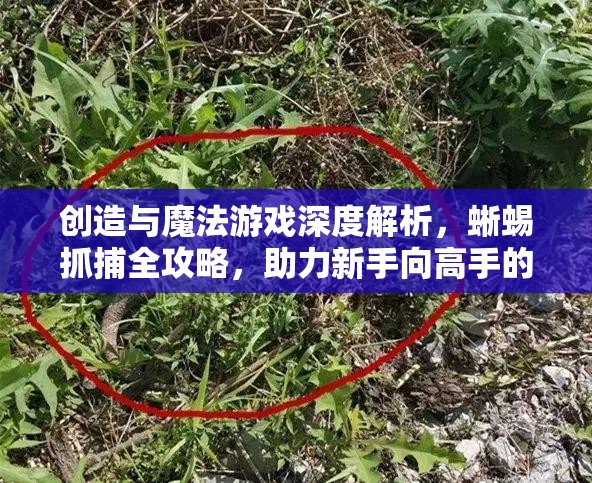 创造与魔法游戏深度解析，蜥蜴抓捕全攻略，助力新手向高手的完美蜕变