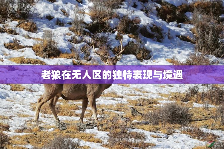 老狼在无人区的独特表现与境遇
