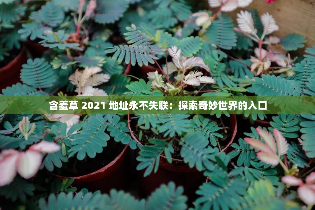 含羞草 2021 地址永不失联：探索奇妙世界的入口