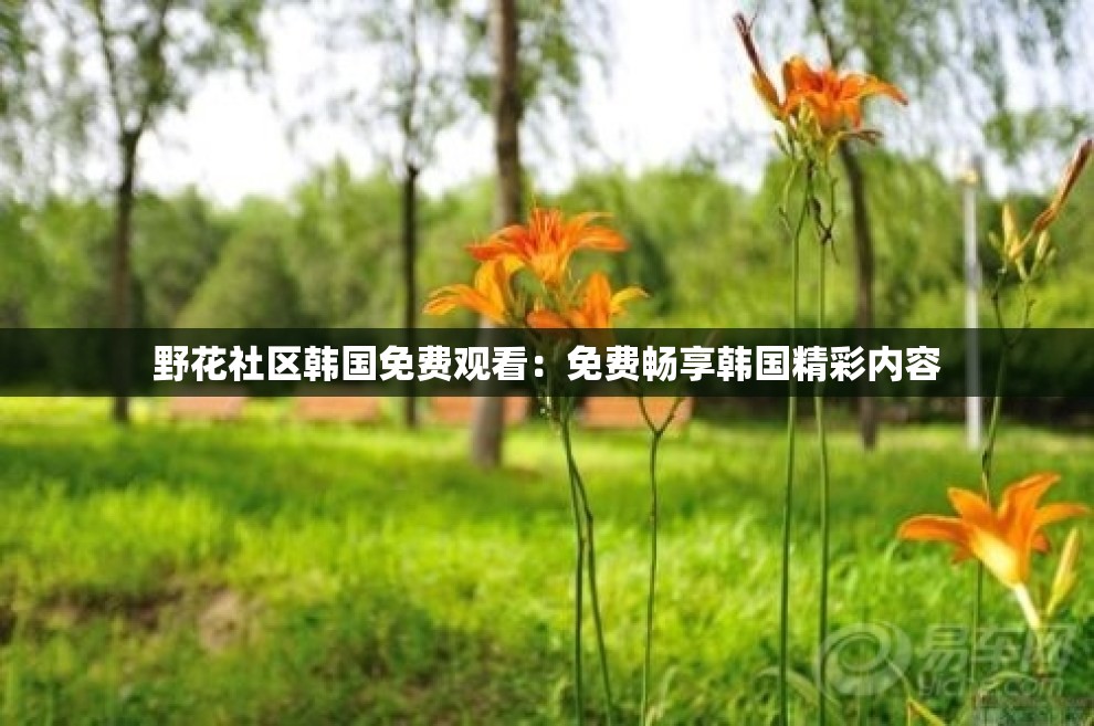 野花社区韩国免费观看：免费畅享韩国精彩内容