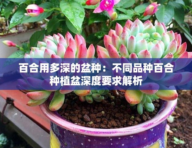 百合用多深的盆种：不同品种百合种植盆深度要求解析