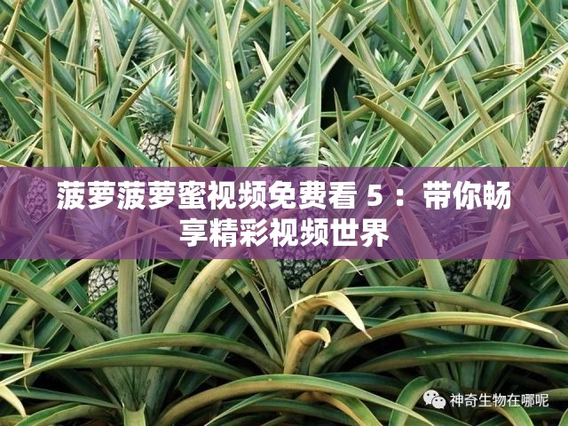 菠萝菠萝蜜视频免费看 5 ：带你畅享精彩视频世界