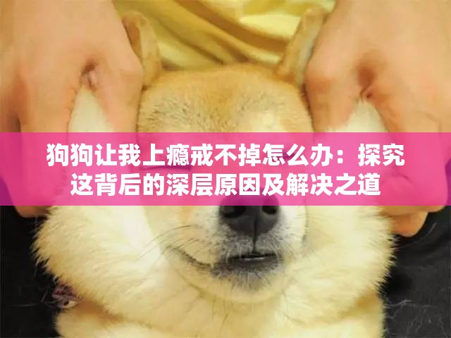 狗狗让我上瘾戒不掉怎么办：探究这背后的深层原因及解决之道