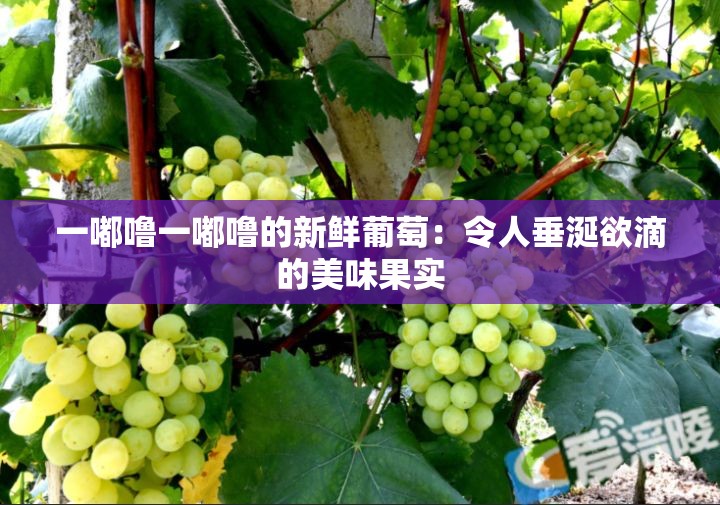 一嘟噜一嘟噜的新鲜葡萄：令人垂涎欲滴的美味果实