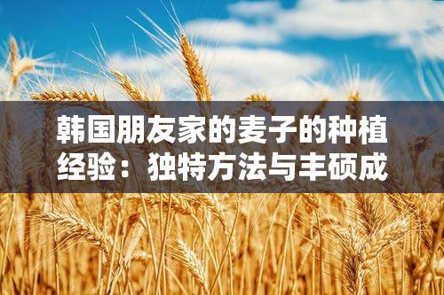 韩国朋友家的麦子的种植经验：独特方法与丰硕成果的探索之旅