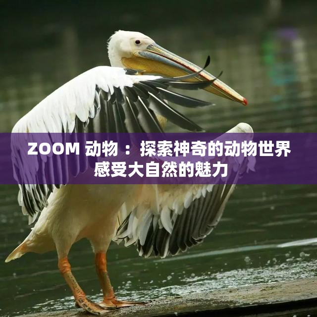 ZOOM 动物 ：探索神奇的动物世界 感受大自然的魅力