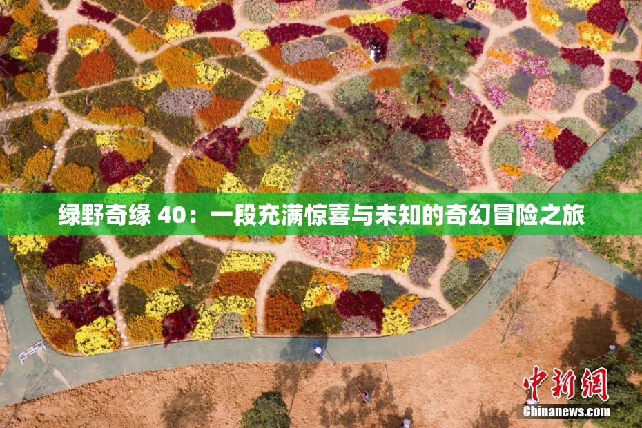 绿野奇缘 40：一段充满惊喜与未知的奇幻冒险之旅