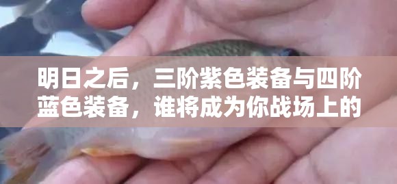 明日之后，三阶紫色装备与四阶蓝色装备，谁将成为你战场上的最佳战斗伙伴？