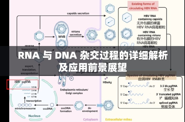 RNA 与 DNA 杂交过程的详细解析及应用前景展望