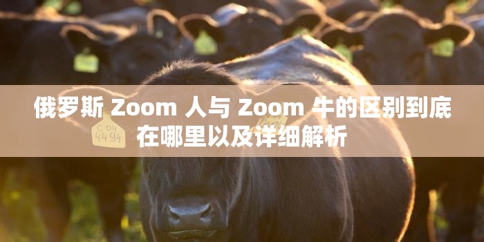 俄罗斯 Zoom 人与 Zoom 牛的区别到底在哪里以及详细解析
