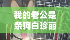 我的老公是条狗白珍丽山本一郎的奇妙爱情故事