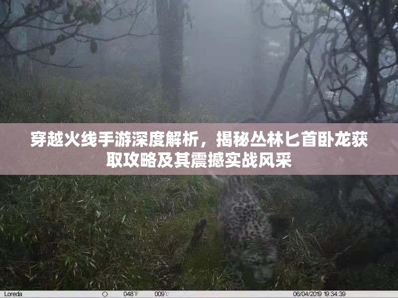 穿越火线手游深度解析，揭秘丛林匕首卧龙获取攻略及其震撼实战风采