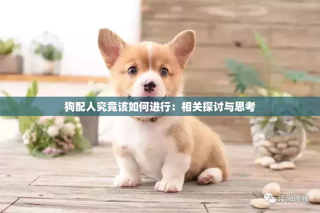 狗配人究竟该如何进行：相关探讨与思考