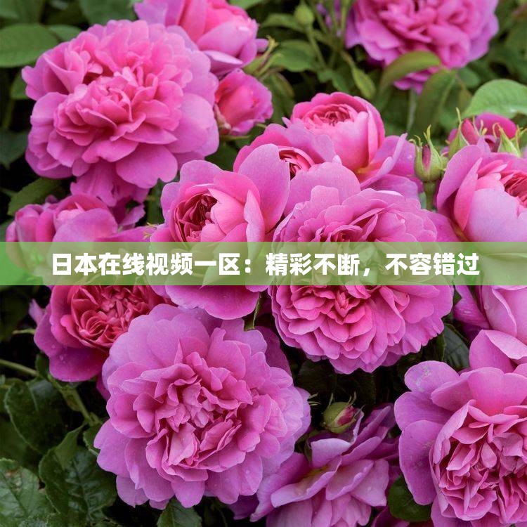日本在线视频一区：精彩不断，不容错过