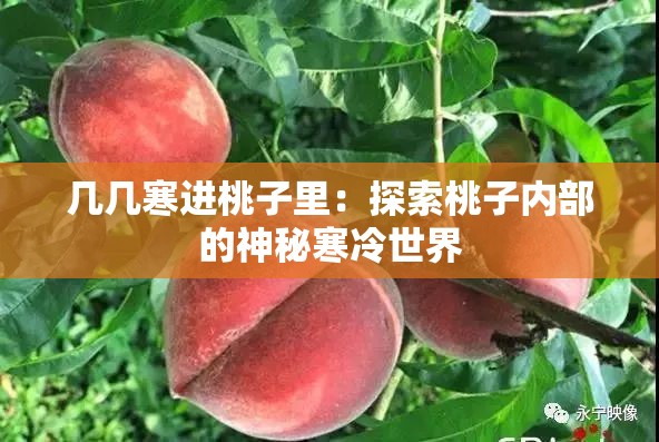 几几寒进桃子里：探索桃子内部的神秘寒冷世界