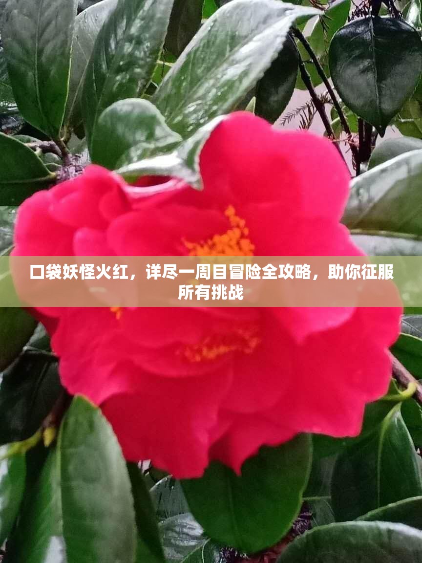 口袋妖怪火红，详尽一周目冒险全攻略，助你征服所有挑战