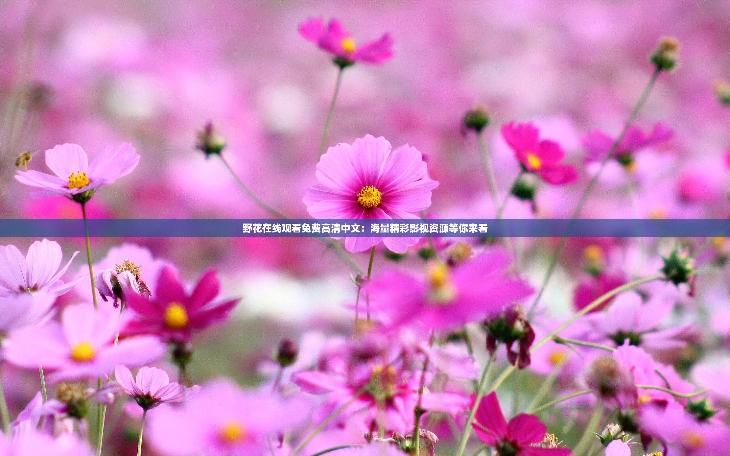野花在线观看免费高清中文：海量精彩影视资源等你来看