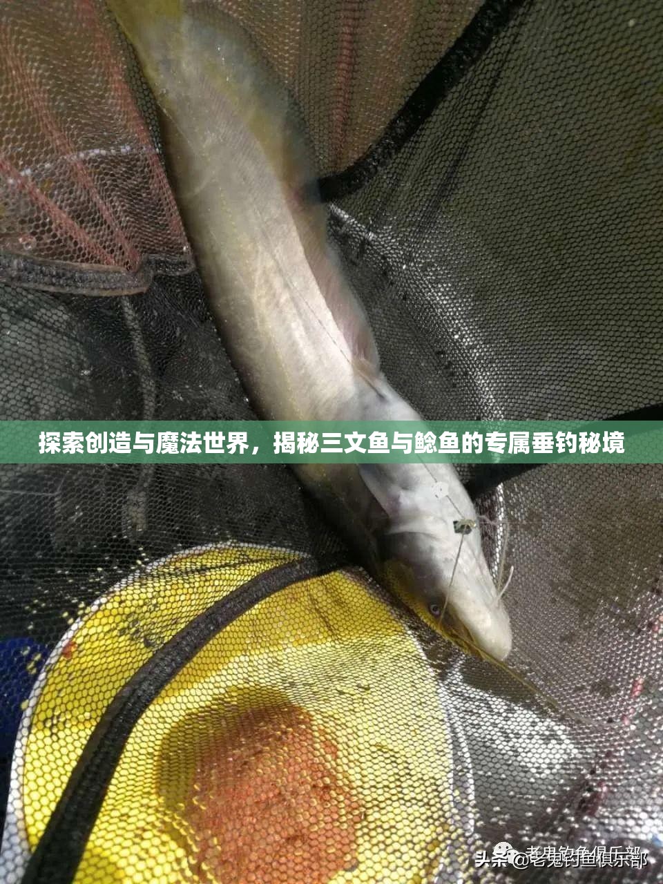 探索创造与魔法世界，揭秘三文鱼与鲶鱼的专属垂钓秘境