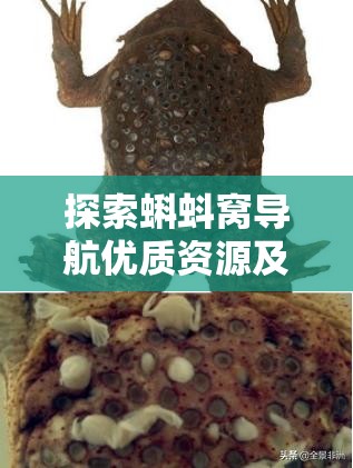 探索蝌蚪窝导航优质资源及相关精彩内容