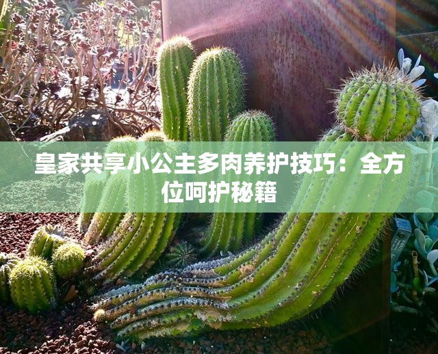 皇家共享小公主多肉养护技巧：全方位呵护秘籍