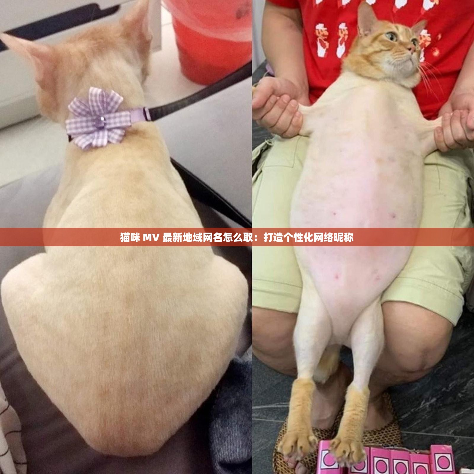 猫咪 MV 最新地域网名怎么取：打造个性化网络昵称