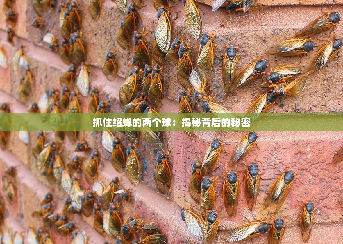 抓住绍蝉的两个球：揭秘背后的秘密
