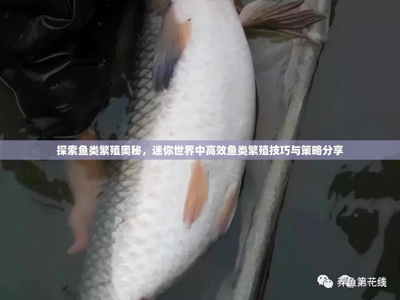 探索鱼类繁殖奥秘，迷你世界中高效鱼类繁殖技巧与策略分享