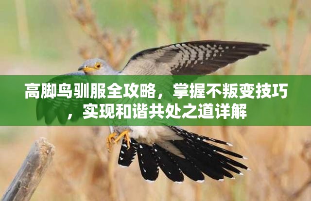 高脚鸟驯服全攻略，掌握不叛变技巧，实现和谐共处之道详解