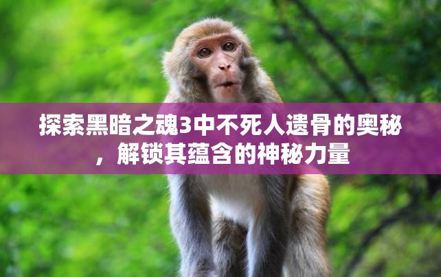 探索黑暗之魂3中不死人遗骨的奥秘，解锁其蕴含的神秘力量