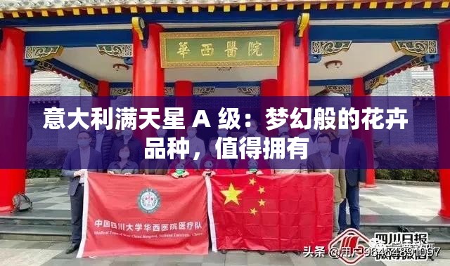 意大利满天星 A 级：梦幻般的花卉品种，值得拥有