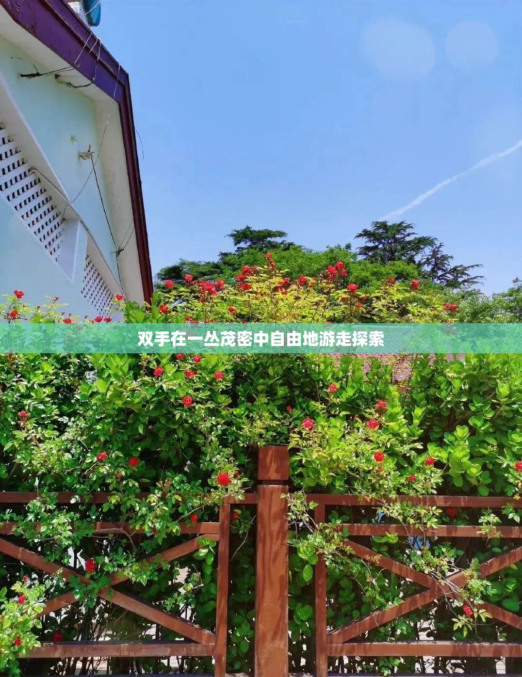 双手在一丛茂密中自由地游走探索