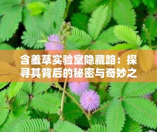 含羞草实验室隐藏路：探寻其背后的秘密与奇妙之处