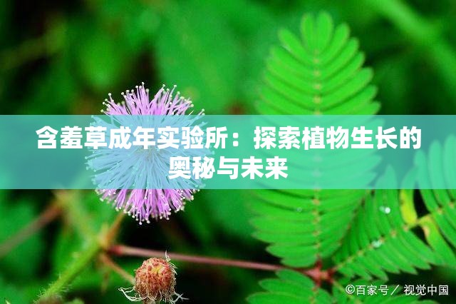 含羞草成年实验所：探索植物生长的奥秘与未来