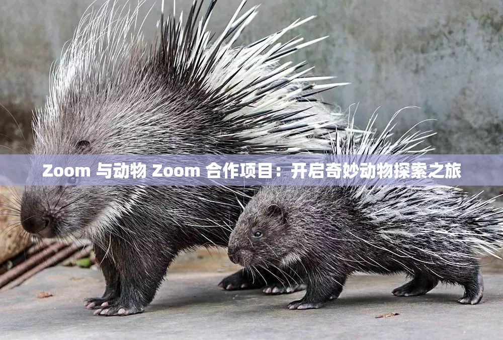 Zoom 与动物 Zoom 合作项目：开启奇妙动物探索之旅