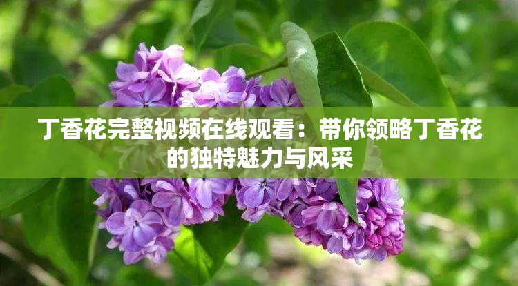 丁香花完整视频在线观看：带你领略丁香花的独特魅力与风采