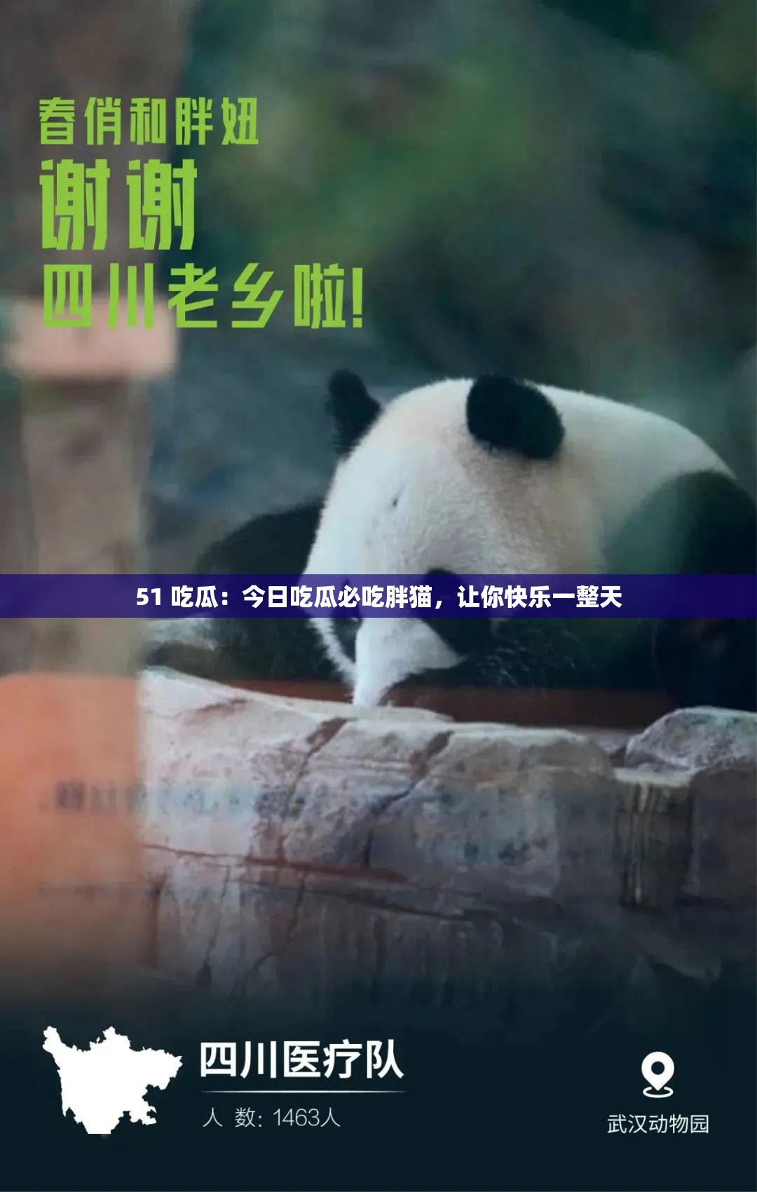 51 吃瓜：今日吃瓜必吃胖猫，让你快乐一整天