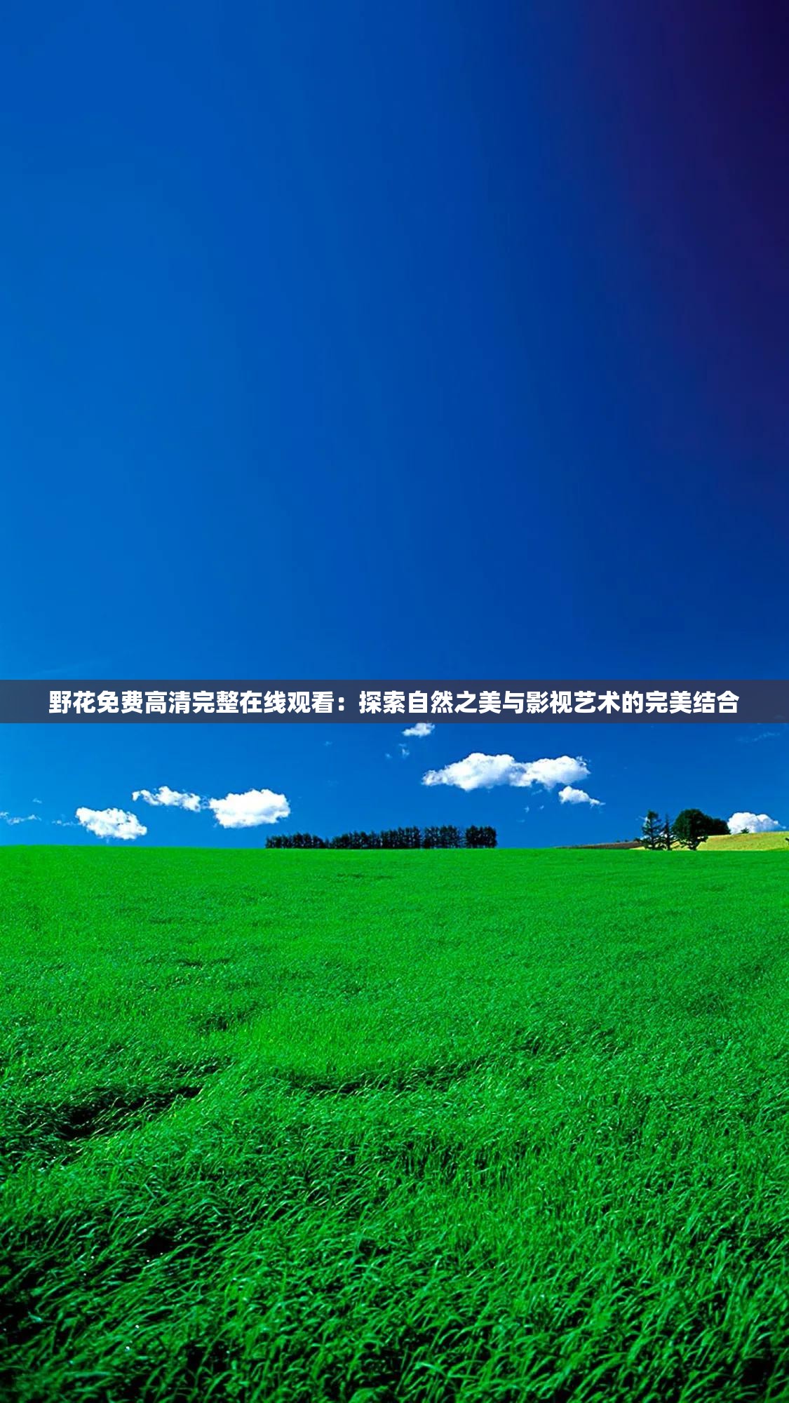 野花免费高清完整在线观看：探索自然之美与影视艺术的完美结合