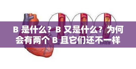 B 是什么？B 又是什么？为何会有两个 B 且它们还不一样？探秘其差异之谜